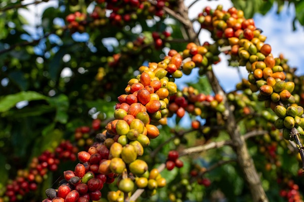 Alta do café conilon impulsiona novo recorde histórico das exportações do agro capixaba